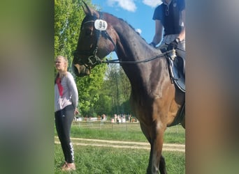Koń holsztyński, Klacz, 5 lat, 160 cm, Gniada