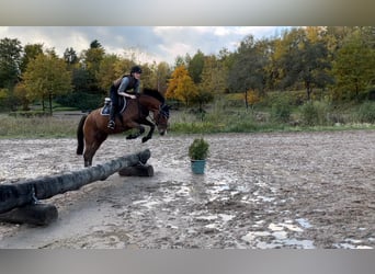 Koń holsztyński, Klacz, 5 lat, 160 cm, Gniada