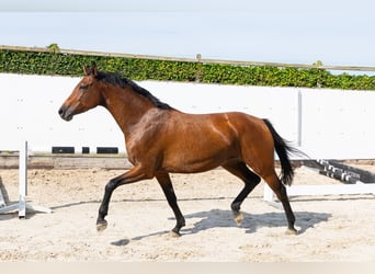 Koń holsztyński, Klacz, 5 lat, 162 cm, Ciemnogniada