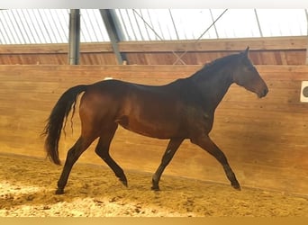 Koń holsztyński, Klacz, 5 lat, 163 cm, Ciemnogniada