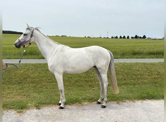 Koń holsztyński, Klacz, 5 lat, 163 cm, Siwa