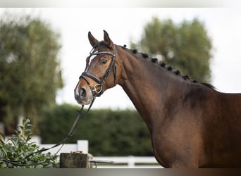 Koń holsztyński, Klacz, 5 lat, 164 cm, Gniada