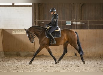 Koń holsztyński, Klacz, 5 lat, 164 cm, Gniada