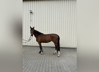Koń holsztyński, Klacz, 5 lat, 165 cm, Gniada