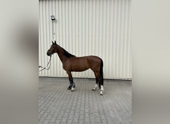 Koń holsztyński, Klacz, 5 lat, 165 cm, Gniada