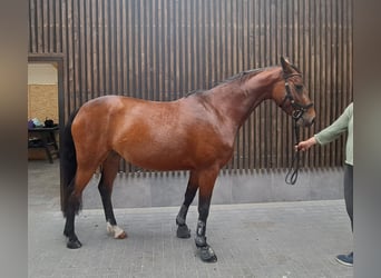 Koń holsztyński, Klacz, 5 lat, 165 cm, Gniada
