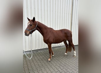 Koń holsztyński, Klacz, 5 lat, 165 cm, Kasztanowata