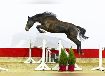 Koń holsztyński, Klacz, 5 lat, 166 cm, Ciemnogniada