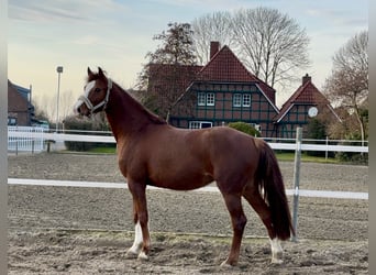 Koń holsztyński, Klacz, 5 lat, 166 cm, Kasztanowata