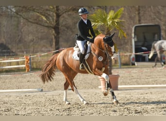 Koń holsztyński, Klacz, 5 lat, 166 cm, Kasztanowata