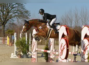 Koń holsztyński, Klacz, 5 lat, 166 cm, Kasztanowata