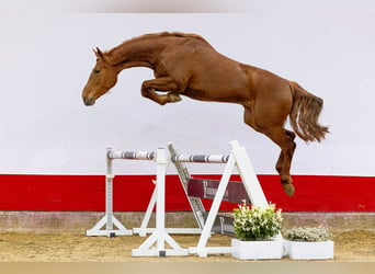 Koń holsztyński, Klacz, 5 lat, 166 cm, Kasztanowata