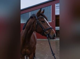 Koń holsztyński, Klacz, 5 lat, 167 cm, Gniada