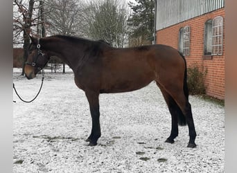 Koń holsztyński, Klacz, 5 lat, 168 cm, Gniada