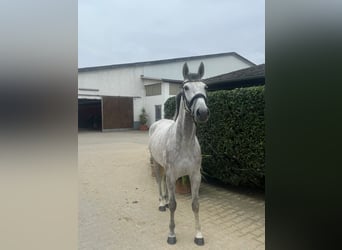 Koń holsztyński, Klacz, 5 lat, 168 cm, Siwa jabłkowita