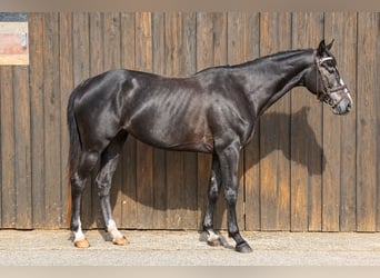Koń holsztyński, Klacz, 5 lat, 169 cm, Karosiwa