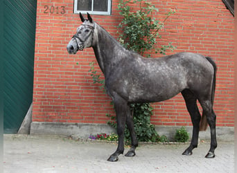 Koń holsztyński, Klacz, 5 lat, 169 cm, Siwa