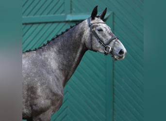 Koń holsztyński, Klacz, 5 lat, 169 cm, Siwa