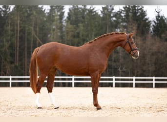 Koń holsztyński, Klacz, 5 lat, 170 cm, Kasztanowata