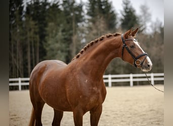 Koń holsztyński, Klacz, 5 lat, 170 cm, Kasztanowata