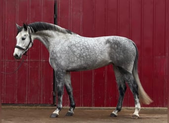 Koń holsztyński, Klacz, 5 lat, 170 cm, Siwa jabłkowita