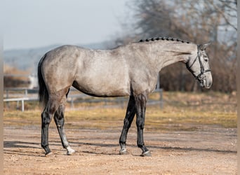 Koń holsztyński, Klacz, 5 lat, 170 cm, Siwa