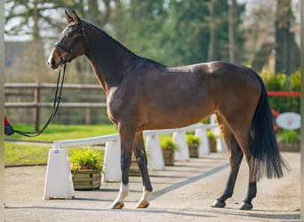 Koń holsztyński, Klacz, 5 lat, 172 cm, Gniada