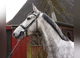Koń holsztyński, Klacz, 5 lat, 173 cm, Siwa