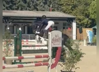 Koń holsztyński, Klacz, 5 lat, 175 cm, Kara