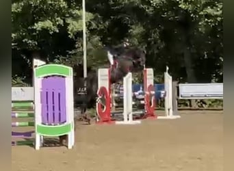 Koń holsztyński, Klacz, 5 lat, 175 cm, Kara