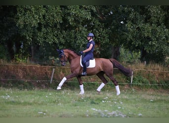 Koń holsztyński, Klacz, 5 lat, 175 cm, Kasztanowata