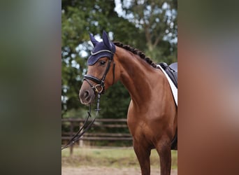 Koń holsztyński, Klacz, 5 lat, 175 cm, Kasztanowata