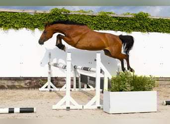 Koń holsztyński, Klacz, 6 lat, 158 cm, Gniada