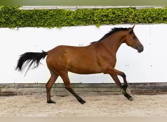 Koń holsztyński, Klacz, 6 lat, 158 cm, Gniada