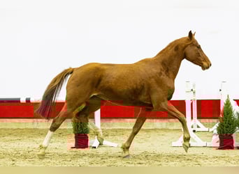 Koń holsztyński, Klacz, 6 lat, 161 cm, Kasztanowata