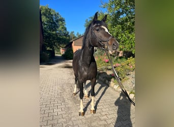 Koń holsztyński, Klacz, 6 lat, 162 cm, Ciemnogniada