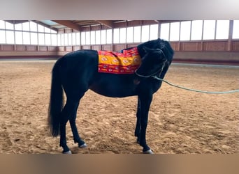 Koń holsztyński Mix, Klacz, 6 lat, 163 cm, Gniada