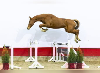 Koń holsztyński, Klacz, 6 lat, 163 cm, Kasztanowata