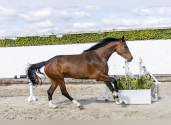 Koń holsztyński, Klacz, 6 lat, 165 cm, Ciemnogniada