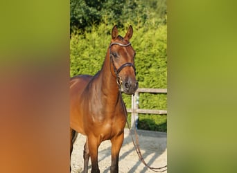 Koń holsztyński, Klacz, 6 lat, 165 cm, Gniada