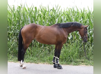 Koń holsztyński, Klacz, 6 lat, 165 cm, Gniada
