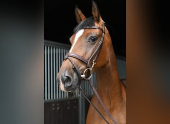 Koń holsztyński, Klacz, 6 lat, 165 cm, Gniada