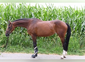 Koń holsztyński, Klacz, 6 lat, 165 cm, Gniada
