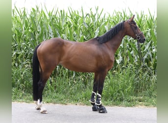 Koń holsztyński, Klacz, 6 lat, 165 cm, Gniada