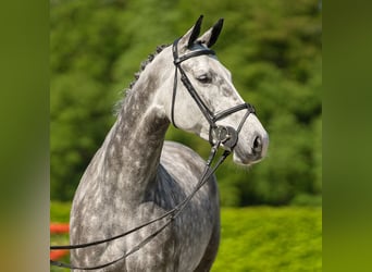 Koń holsztyński, Klacz, 6 lat, 165 cm, Siwa