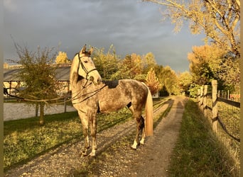 Koń holsztyński, Klacz, 6 lat, 165 cm, Siwa w hreczce