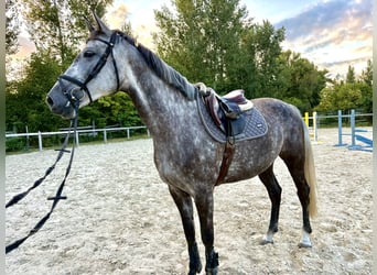 Koń holsztyński, Klacz, 6 lat, 165 cm, Siwa w hreczce