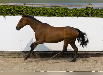 Koń holsztyński, Klacz, 6 lat, 166 cm, Ciemnogniada