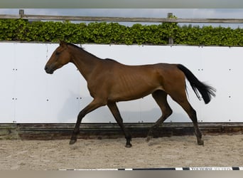 Koń holsztyński, Klacz, 6 lat, 166 cm, Ciemnogniada