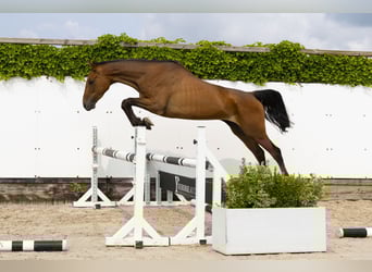Koń holsztyński, Klacz, 6 lat, 166 cm, Ciemnogniada